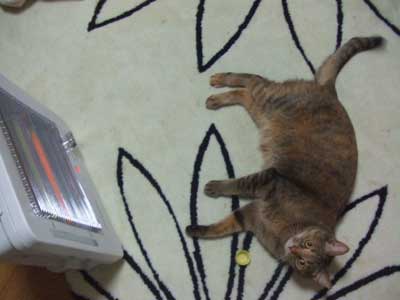 寒いのは猫も一緒！