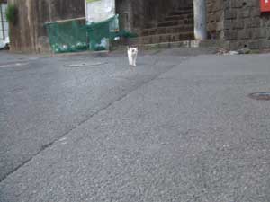 お初ですな。