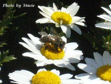 春の陽気に誘われて・・・Honey  Bee