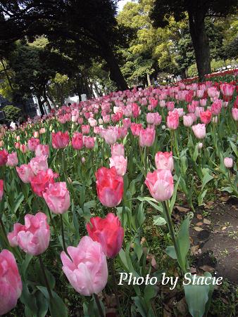 春色満開　（Pink）・・・横浜公園　