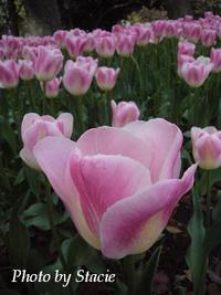 春色満開　（Pink）・・・横浜公園　