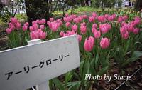 春色満開　（Pink）・・・横浜公園　