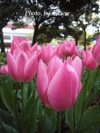 春色満開　（Pink）・・・横浜公園　
