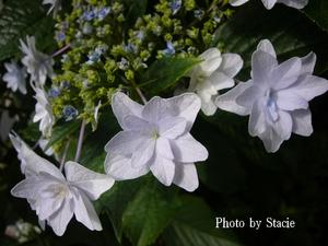 隅田の花火　あじさい