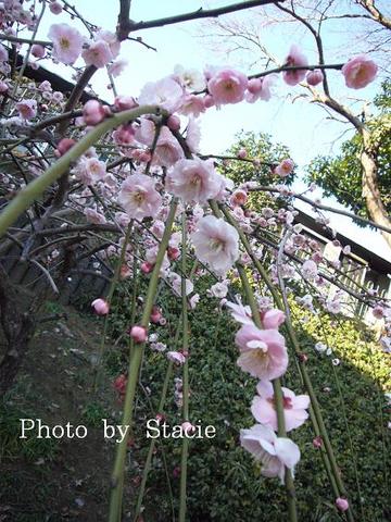 春の香り