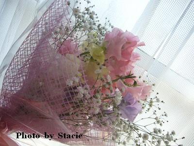 Lathyrus odoratus