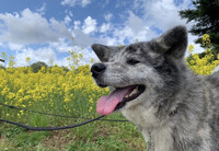 【横浜市・鶴見区】あなたの可愛い秋田犬・保護犬のお写真をチャリティーカレンダーに掲載しませんか？