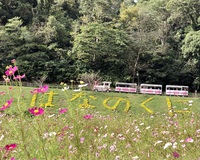 【横須賀市】「くりはま花の国」の100万本のコスモス！最終日はお花摘み大会もありますよ！