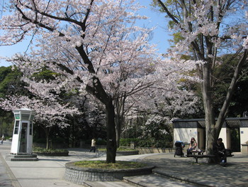 元町公園のサクラ ２