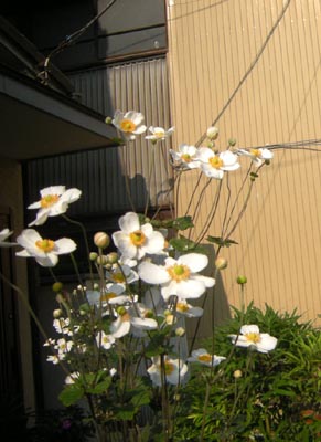 秋明菊