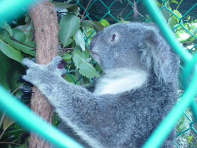 オーストラリア＿コアラ